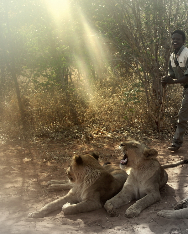 Taming Lions - All in a day's work