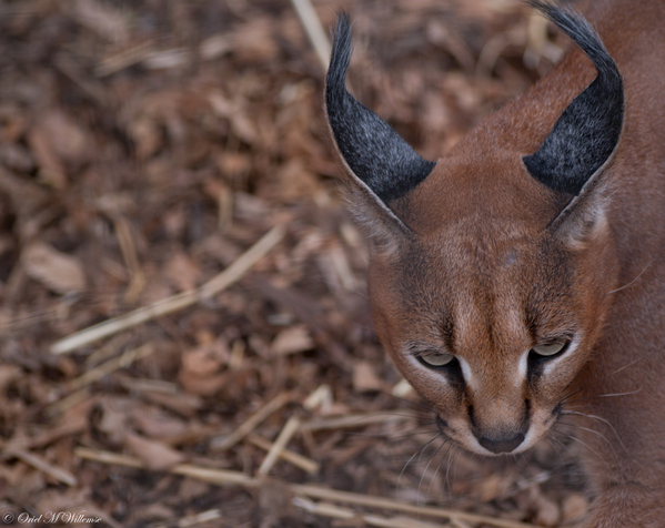 Caracal