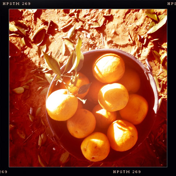 (b): Oranges #ifonografi