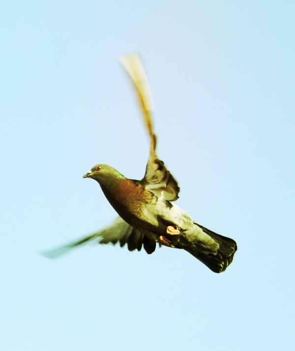 The wind Beneath my wings...