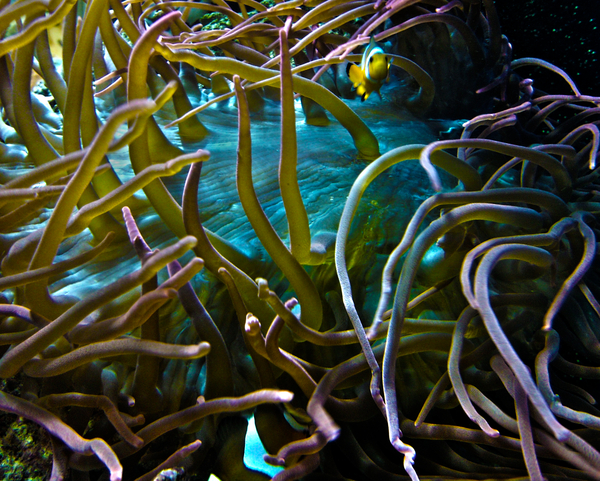 Tried Finding Nimo...