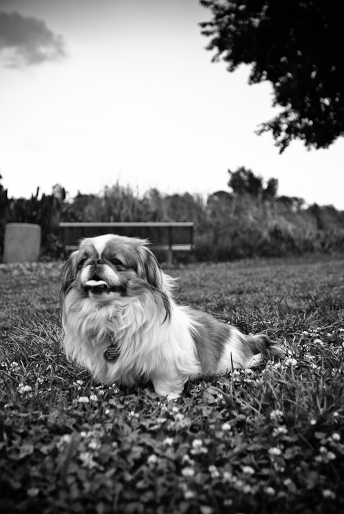 Regal is as regal does