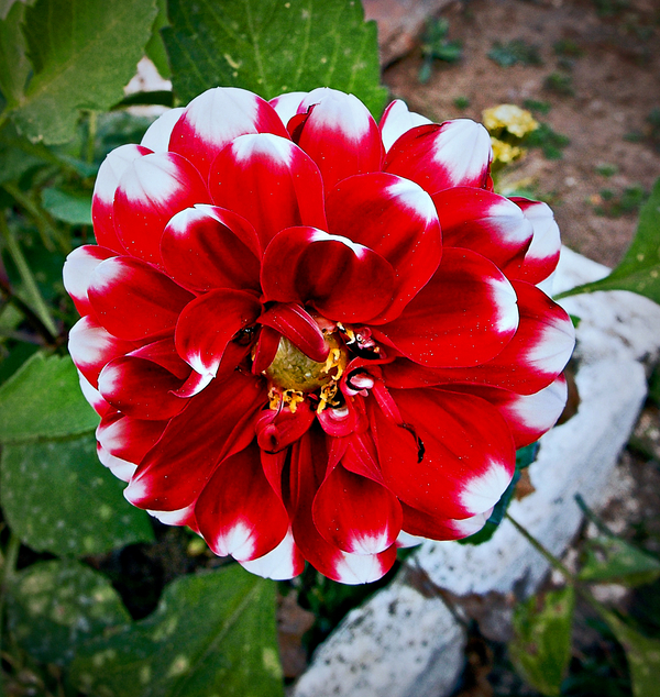 Merry Christmas for the big 75 Family.