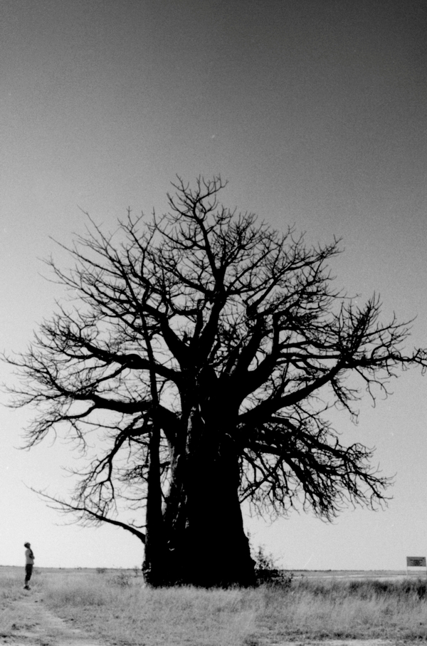 A rather large Baobab...