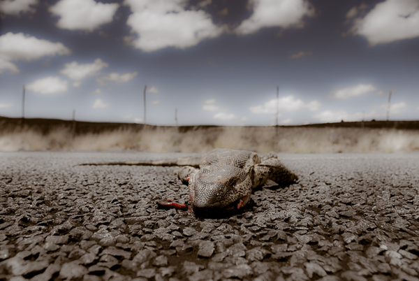 Roadkill