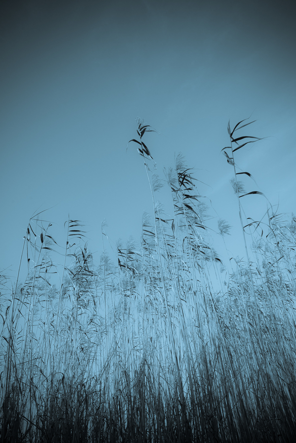 The 'mlungu reed dance