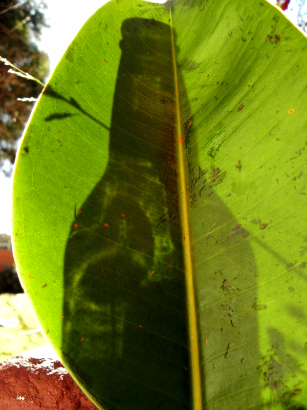 Fresh look at a Black