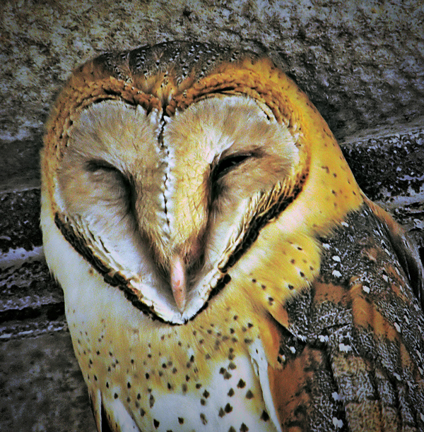 A new friende in my work