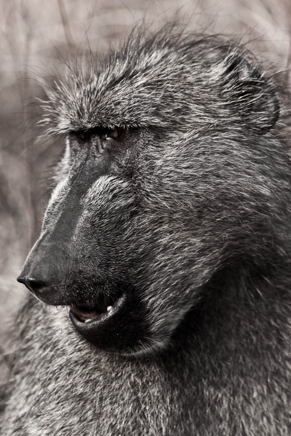 Baboon Going Ape Sh!t