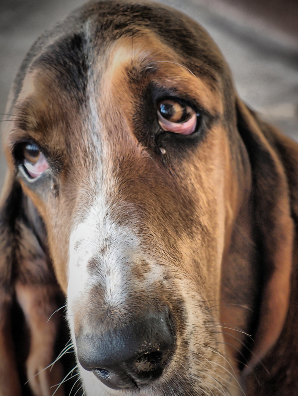 Mais vale ter um cachorro amigo,  que um amigo cachorro. Vinicius de Moraes.