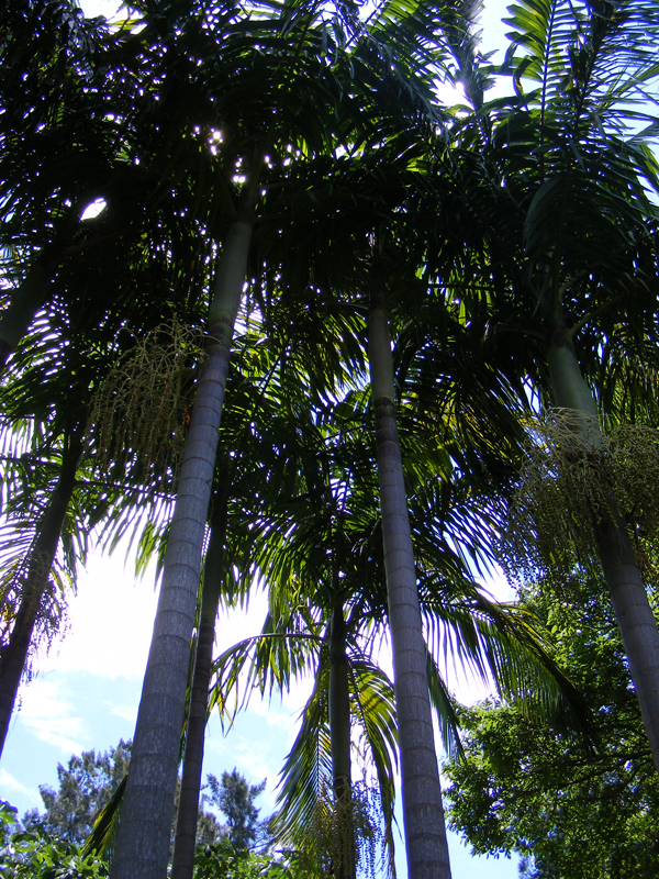 TravellingMan | Swaziland -- Tropical