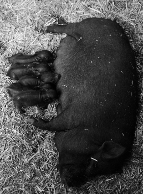 Piglets and a sow