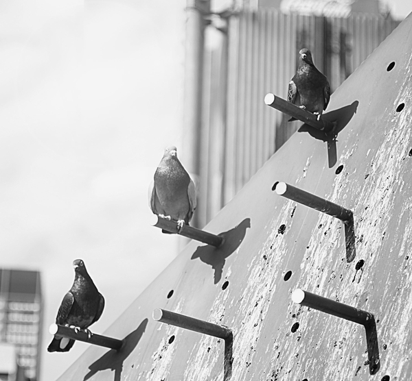 3 little birds (Symmetry)