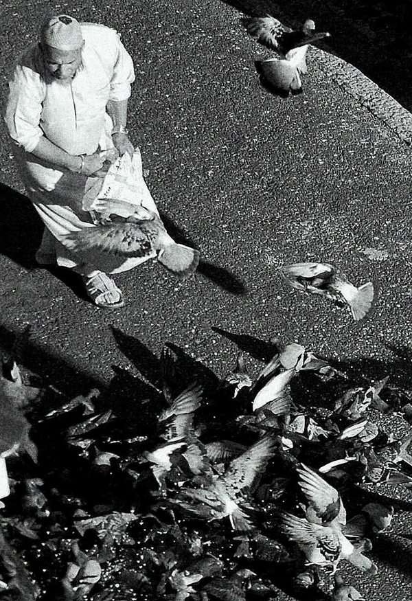 wax wings, high hopes, long fall*