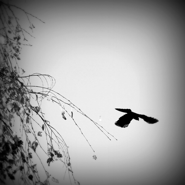 Bird watching ...