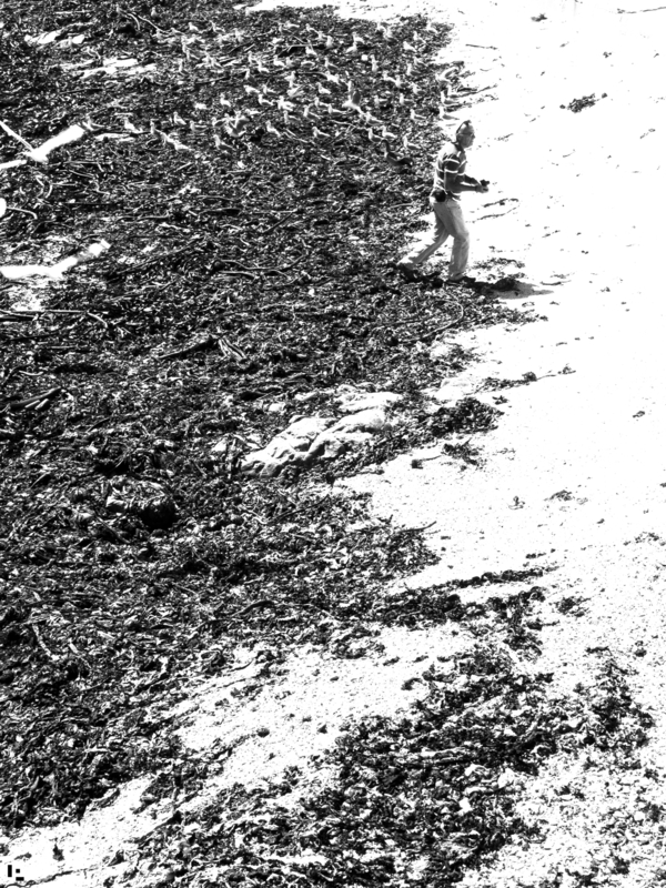 Palapala and the birds