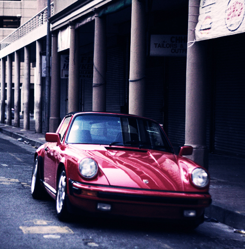 rose in the concrete jungle...