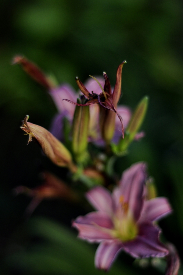 Izimbali#2 (flowers)