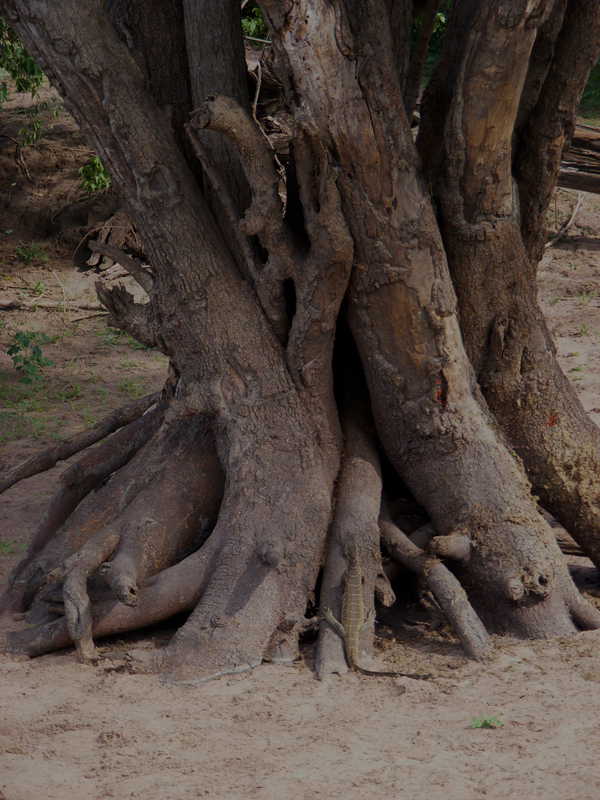 TravellingMan | Botswana -- Kasane
