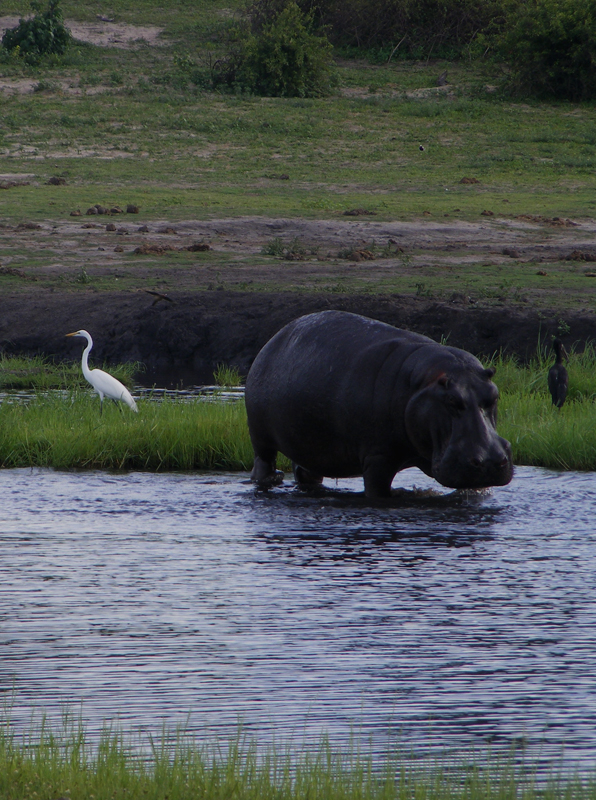 TravellingMan | Botswana -- Kasane