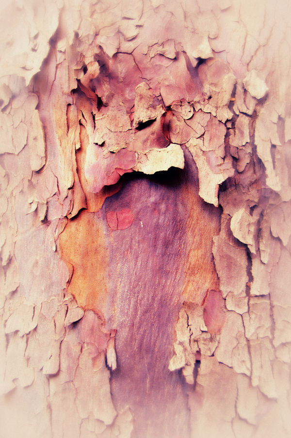 wounded trunk