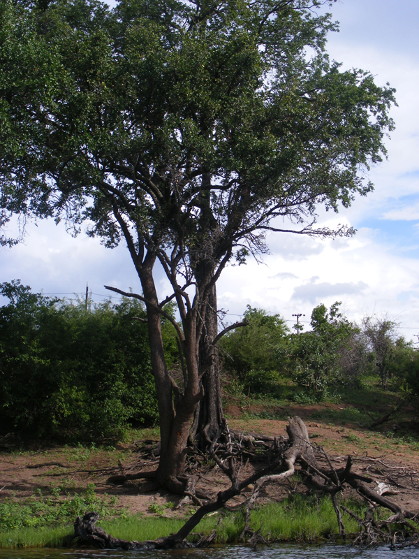 TravellingMan | Botswana -- Kasane