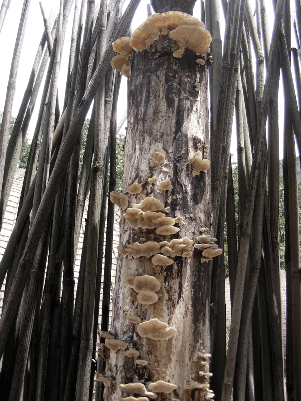 TravellingMan | Swaziland -- Homestead [4]