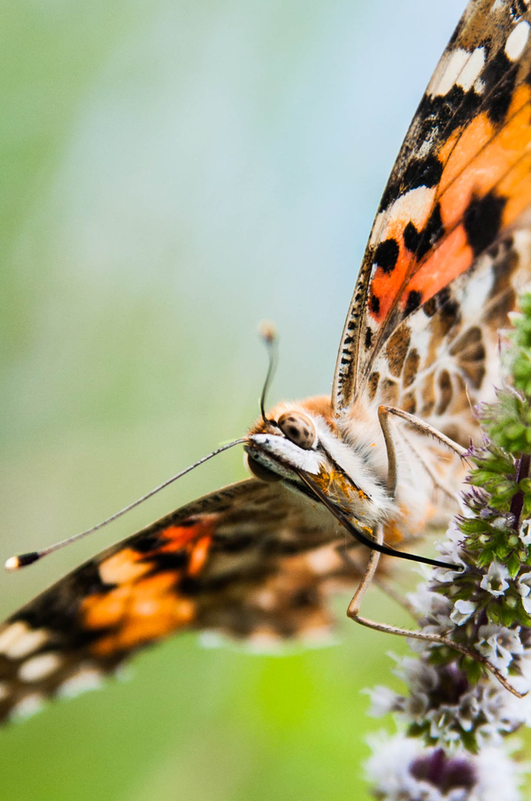 Drinking from the River of Life!