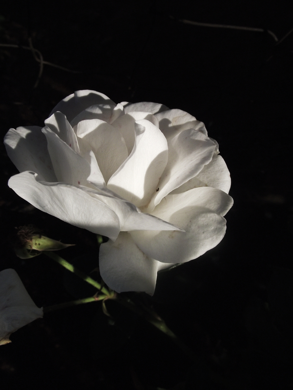 Who knew out of the concrete a flower would grow...