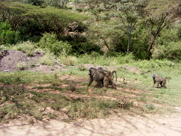 TravellingMan | Nairobi