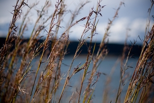 Through the grass...