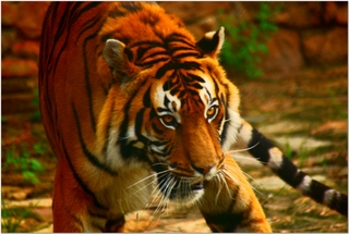 What immortal hand or eye...