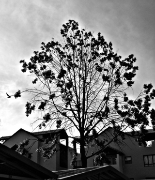 demasiado alto (too high)