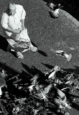 wax wings, high hopes, long fall*