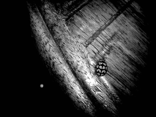 _me & the lady buggin' out*