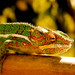 Chameleon