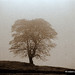 Tree in mist
