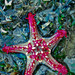 Starfish