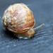 Baby snail