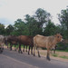 TravellingMan - RoadTrip Malawi [5] - Cattle