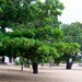 TravellingMan - RoadTrip Malawi [5] - Trees
