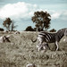 Zebra in the veld