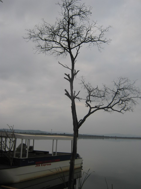 Lone tree by lone lake